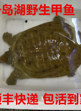 正宗千岛湖野外甲鱼食用甲鱼