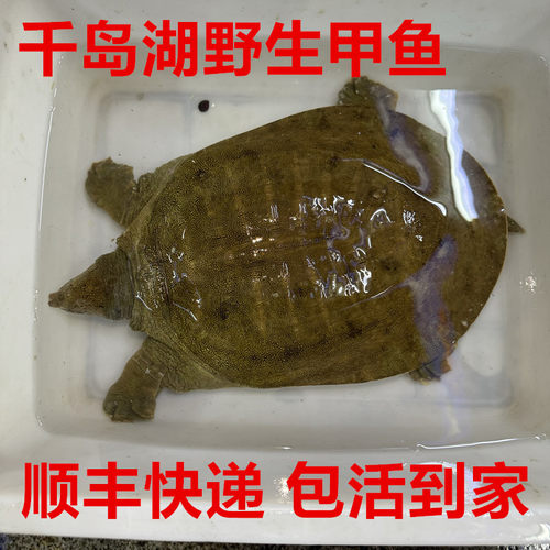 正宗千岛湖野外甲鱼食用甲鱼