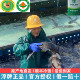 千岛湖活鱼正宗淳牌有机鱼胖头鱼大头鱼新鲜活鱼打包头鱼顺丰 包邮