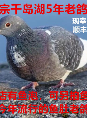 千岛湖半野生老鸽子现杀