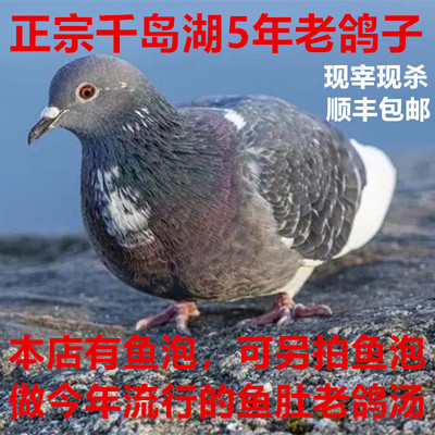 千岛湖半野生老鸽子现杀