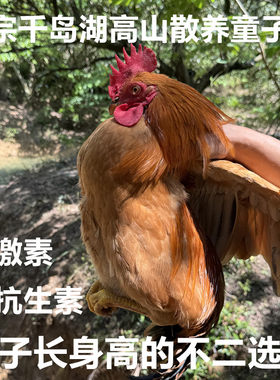 整只童子鸡土鸡正宗千岛湖高山农家散养走地小公鸡新鲜现杀鸡肉