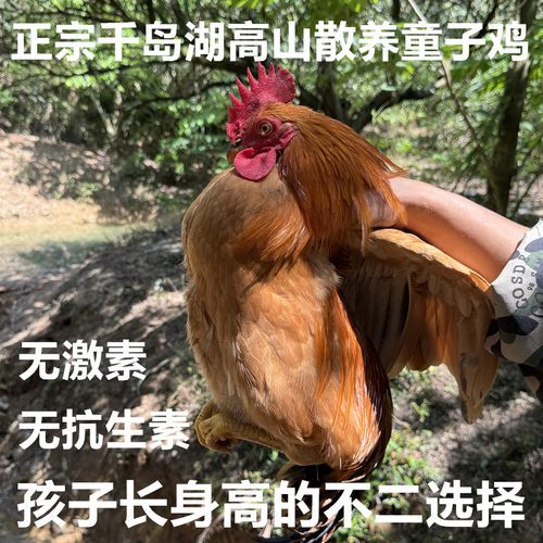 整只童子鸡土鸡正宗千岛湖高山农家散养走地小公鸡新鲜现杀鸡肉