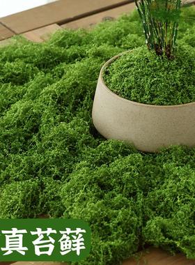 仿真苔藓草皮假青苔丝状仿生绿植盆栽人造景微景观花盆表面覆盖物