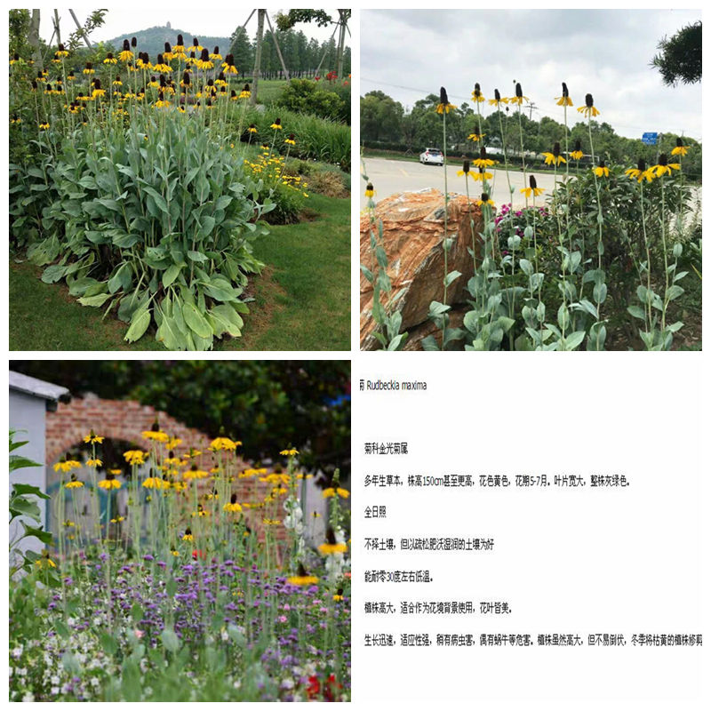 庭院民宿进口耐寒多年生厘米花苗