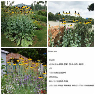 花海  庭院 民宿 蒲棒菊进口花苗 耐寒 多年生宿根9厘米盆苗