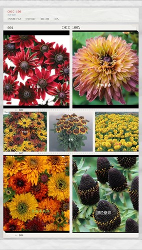 金光菊  多年生宿根 多品种大合集