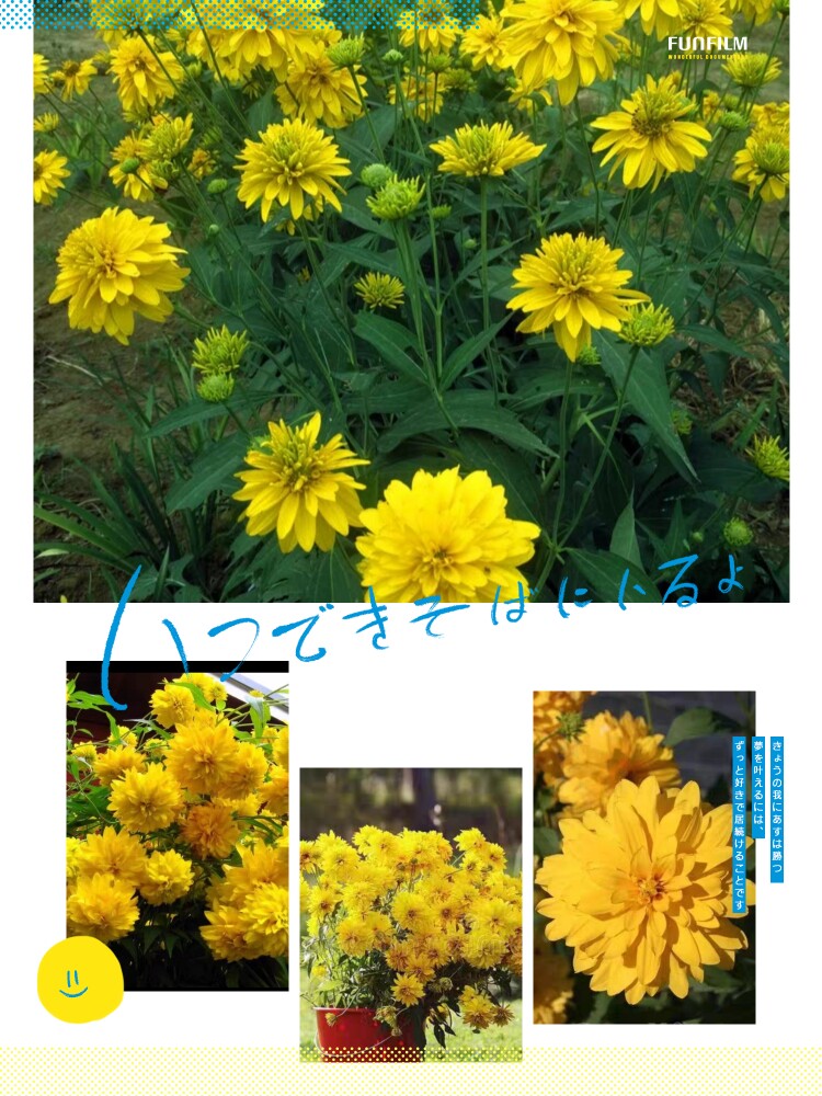 进口 新品 高杆重瓣金光菊 金曲 多年生宿根耐寒耐热 花期春夏秋