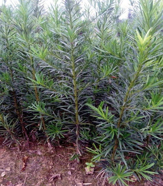 雅致--花语  罗汉松 优雅室内盆栽  中苗50厘米高度