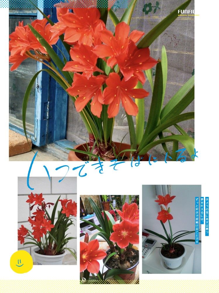 乔治百合  紫根兰 半白心 多年生宿根球根花卉  花期冬春夏季