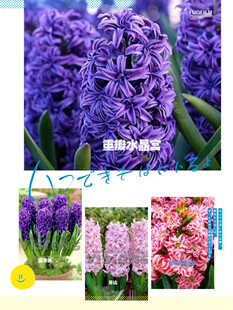 现货 风信子  国产开花球 周长10--12厘米 花期已过  留意再付款