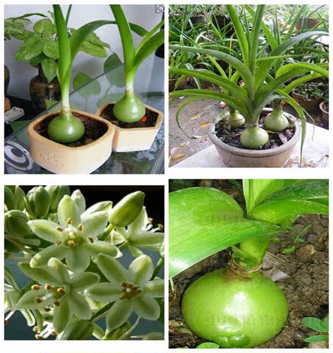 虎眼万年青第2页