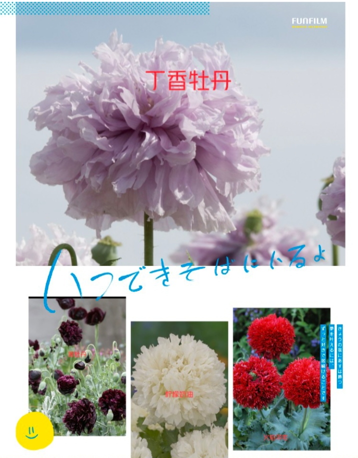 重瓣虞美人种子  数量不多  会区分的老客户购买 不会分辨的别拍