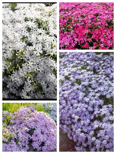 芝樱花苗丛生福禄考各色多年生耐寒地被宿根花卉