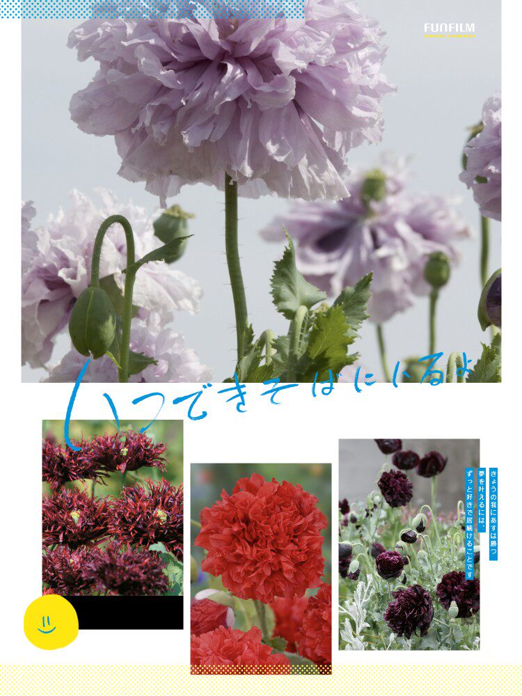 雅致--花语 进口 重瓣虞美人种子   新种子 数量不多 只卖1个月