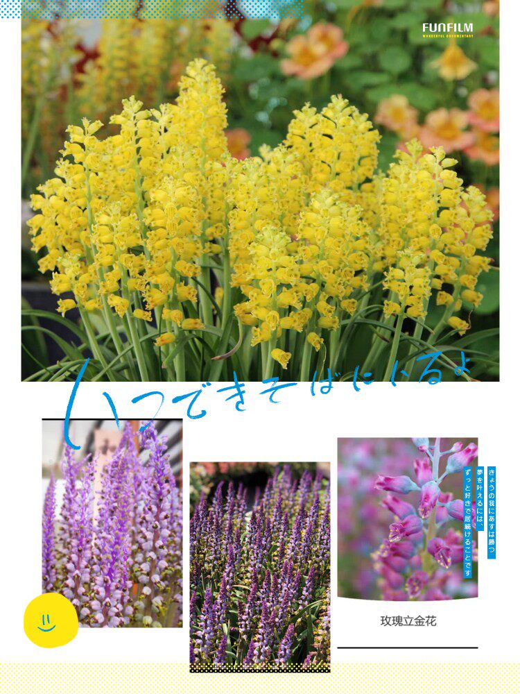 南非进口 立金花 多年生球根花卉  10厘米盆苗