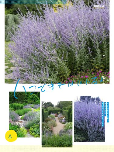 进口 分药花 俄罗斯分药花 多年生宿根耐寒耐热 花期长