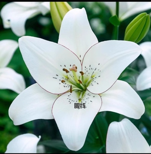 进口LA系列百合盆苗  百合花球根花卉 耐寒多花易繁殖不需要春化