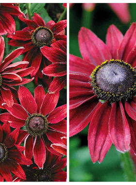 花海  庭院 金光菊 白兰地 红色  耐寒 多年生宿根