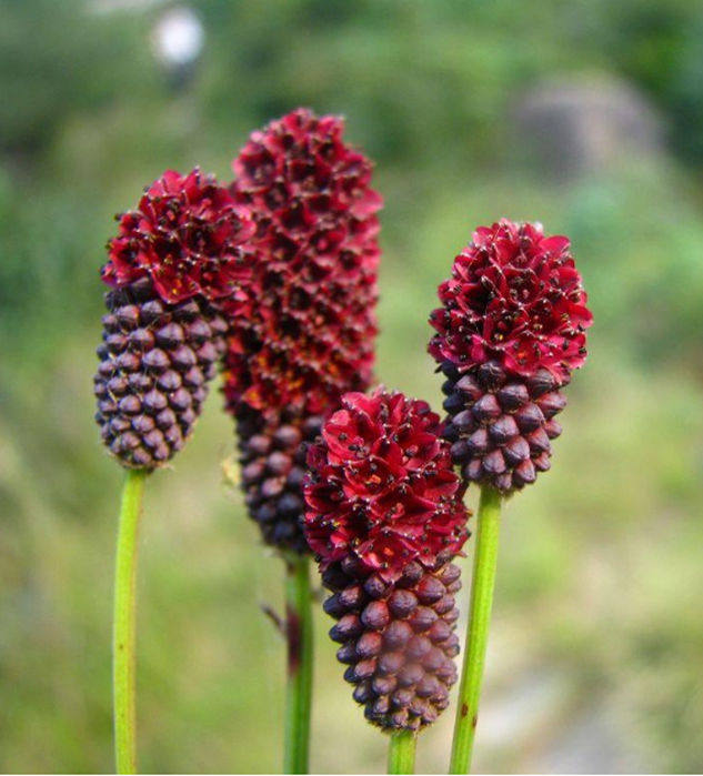 雅致--花语  新奇花卉 地榆果 待开发的花卉 春夏秋观叶冬季观果