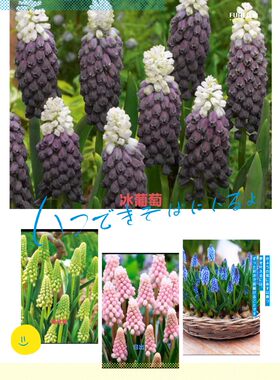 现货  重瓣 葡萄风信子  种球多年生高耐寒花卉 春季开花