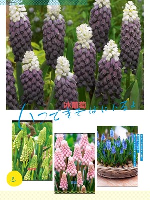 现货 秋植 葡萄风信子 种球 多年生高耐寒花卉盆栽 春季开花