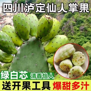 四川泸定仙人掌果食用果肉果实当季新鲜318线路水果少见稀奇仙桃