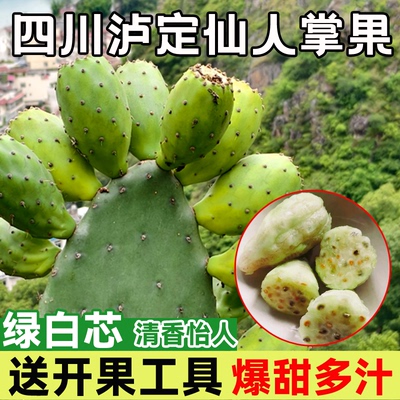泸定大山仙人掌果绿白芯果实