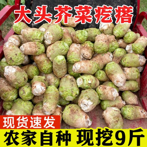 四川现挖新鲜大头菜9斤