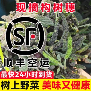 【顺丰包邮】现摘现发新鲜食用构树穗新鲜楚不揪蒸菜野菜构不揪
