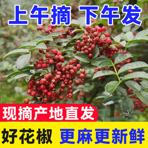 新鲜花椒四川本地花椒
