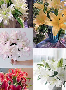 云南鲜花基地直发香水百合顺丰
