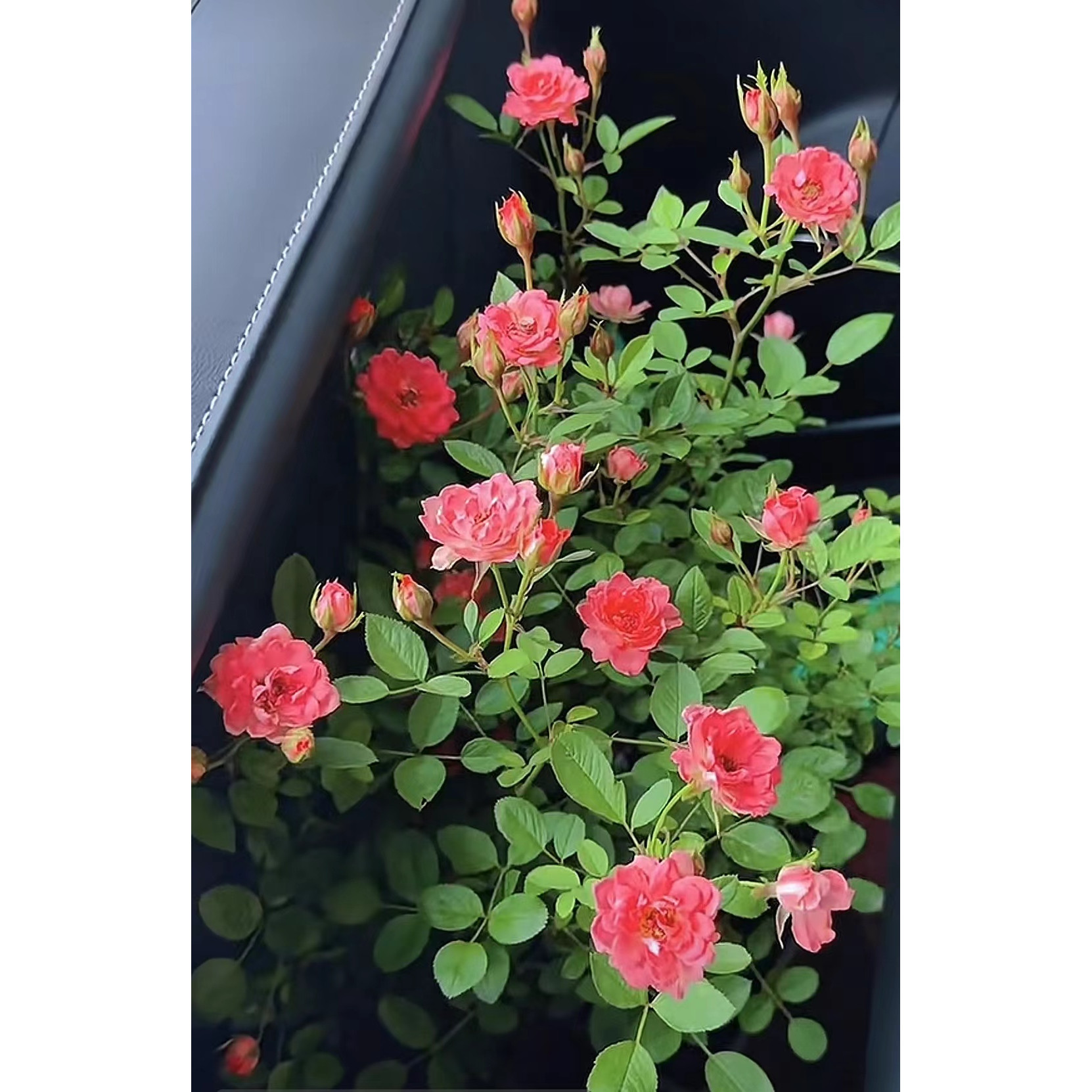 微月 美羽 月季花苗 微型灌木多头勤花玫瑰 阳台庭院盆栽
