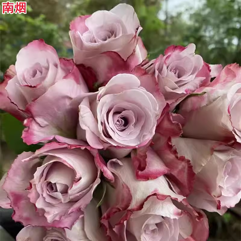 味景新品南烟月季苗进口