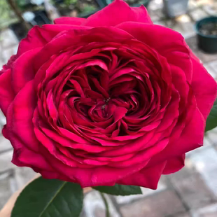 风中玫瑰 大花 月季 灌木 阳台 庭院盆栽植物