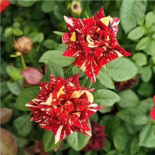 流星雨月季花苗 切花玫瑰 变异品种 可开多种花色 阳台花卉盆栽