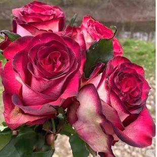 超新品沙皇月季苗切花复古大花庭院阳台盆栽多季开花玫瑰花苗