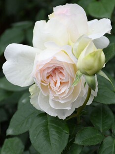 波莱罗月季扦插花苗浓香大花白色丰花 庭院阳台盆栽