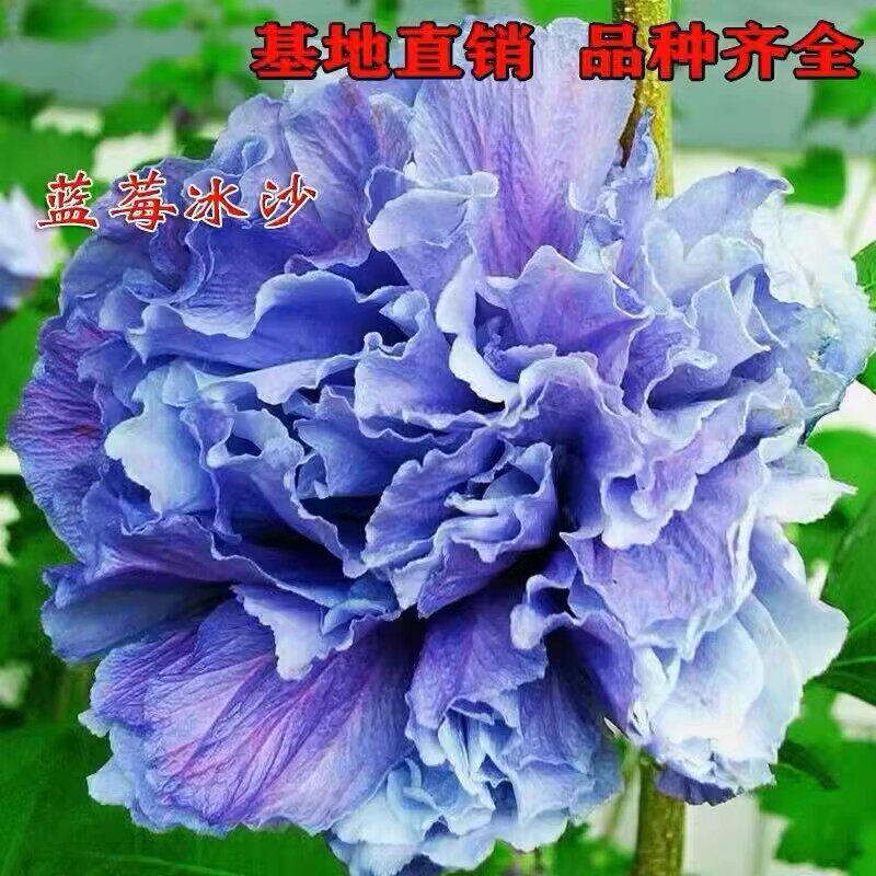 日本重瓣花卉木槿：蓝莓冰沙 Blueberry Smoothie