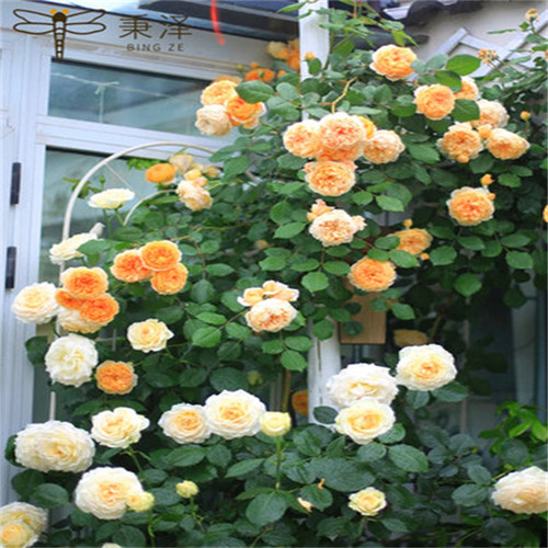 玛格丽特王妃藤本月季扦插花苗盆栽浓香阳台 蔷薇爬藤花卉