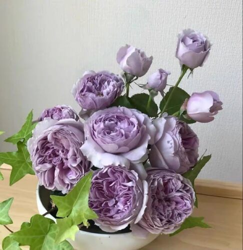 丽啦日月新品月季扦插花苗多头四季勤花庭院植物阳台盆栽玫瑰花苗