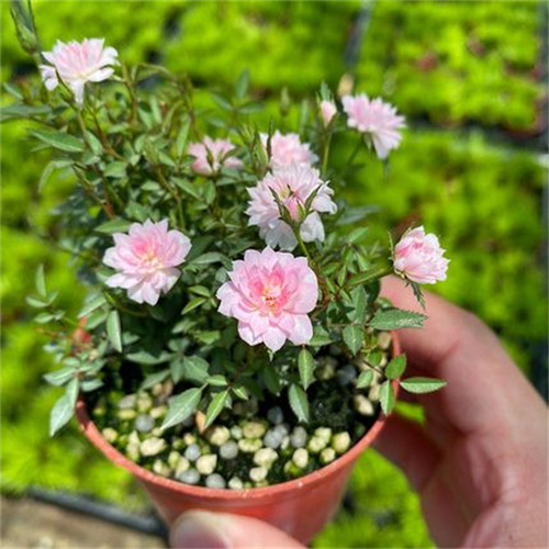 姬月季日本姬乙女蔷薇迷你微盆景阳台桌面 盆栽花卉