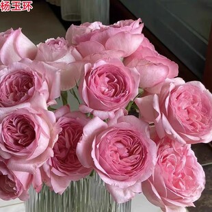杨玉环月季苗大花浓香粉色庭院阳台盆栽开花扦插玫瑰花苗