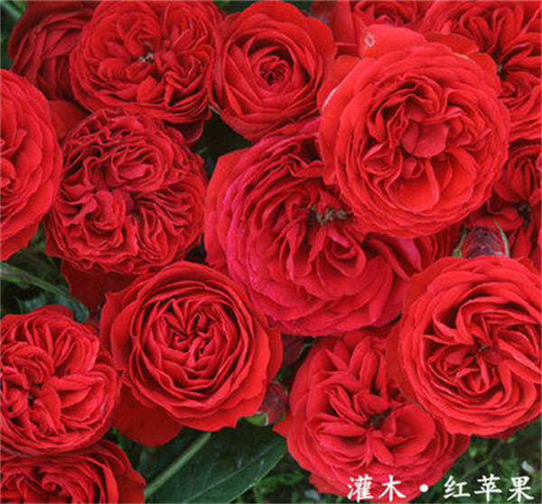 红色大花欧月红苹果 扦插灌木月季花苗阳台玫瑰花盆栽