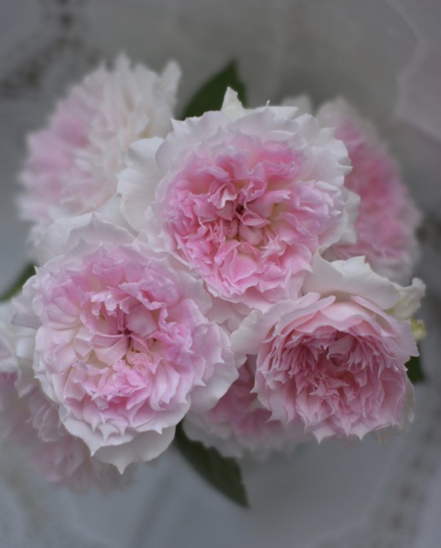 超新品【镂空/镂刻/光之窗月季小苗】灌木月季紫色浓香大花