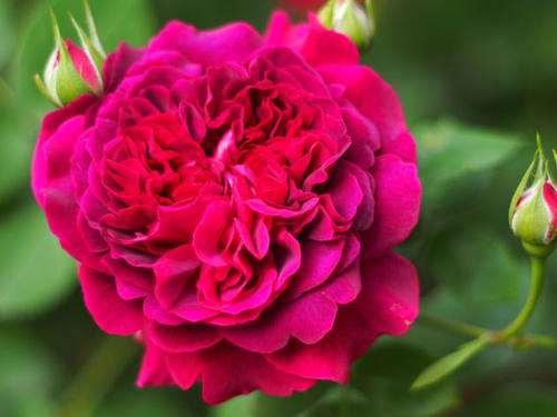 威廉莎士比亚2000 月季扦插花苗盆栽月季花苗玫瑰花苗 耐热