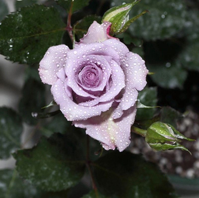切花紫色玫瑰海洋之歌灌木月季花苗盆栽 开花阳台庭院耐寒花卉,鲜花速递/花卉仿真/绿植园艺,月季/蔷薇/玫瑰,淘宝优惠券,粉丝福利购,淘宝优惠卷