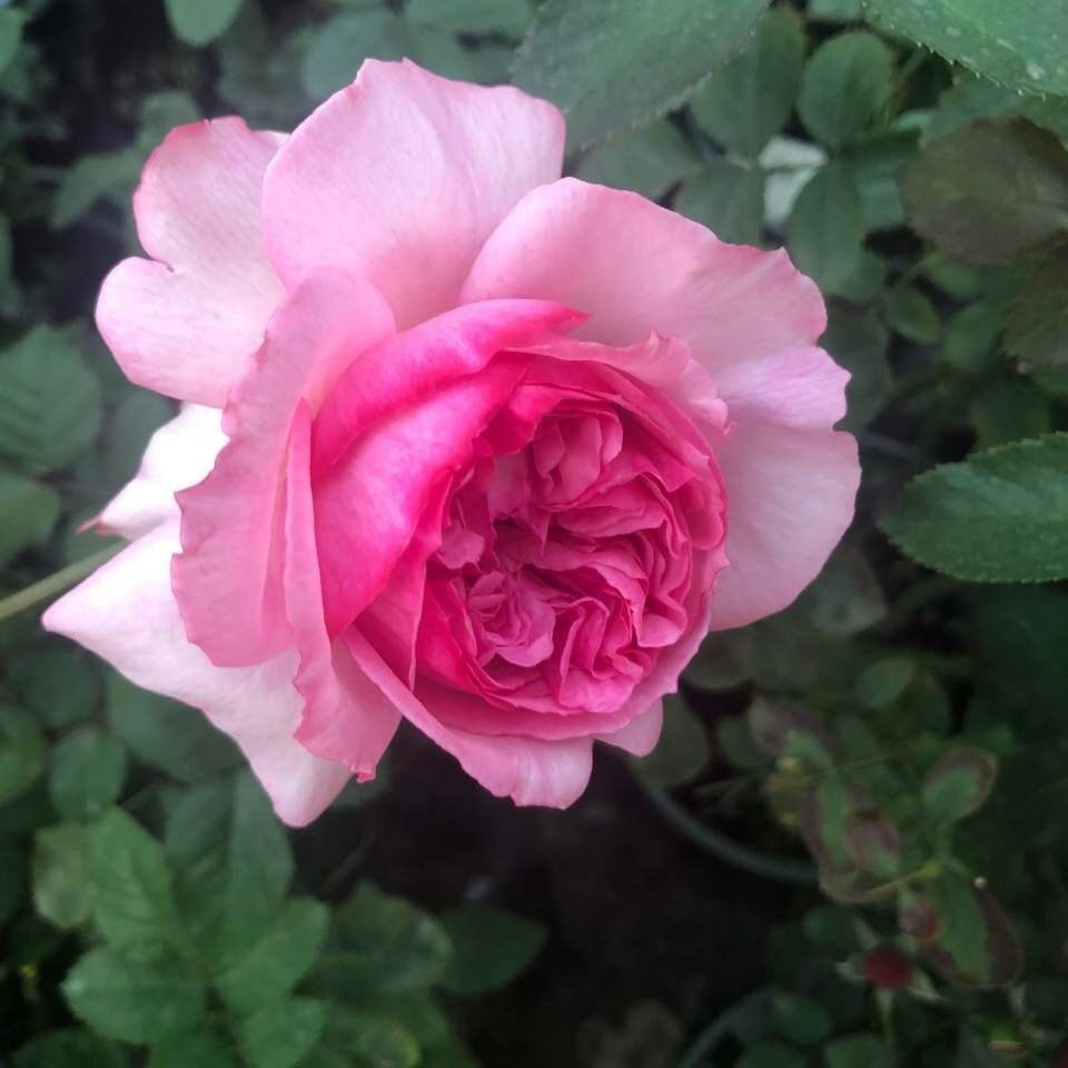 新浅樱桃月季 浓香大花阳台粉紫大花四季开花庭院阳台盆栽