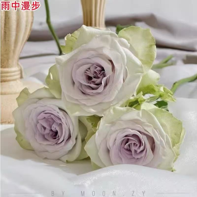 雨中漫步 新品肯尼亚月季花苗庭院阳台盆栽多季开花切花玫瑰