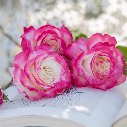 新品月季椿风 复色丰花抗病性好茶香开花不断玫瑰蔷薇阳台盆栽